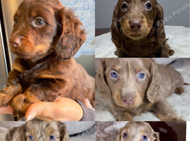 Gorgeous Long-Haired Miniature Dachshund Puppies!