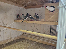 Java sparrows