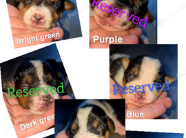 7 miniature jack russells