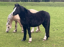 Cracking Welsh section A Brood mare