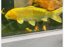 Large koi carp for sale