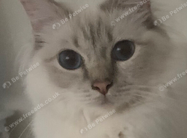 Gorgeous Lilac Tabby girl available