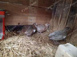 5 female and one male quails