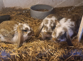 Joblot rabbits