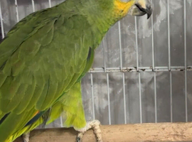 Semi Tame and talking baby orange wing amazon