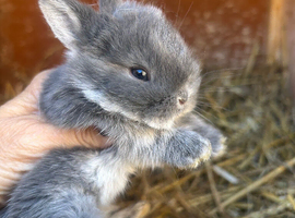Beautiful Netherland dwarfand mini rex X mini lop babies