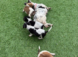 Jack Russell pups