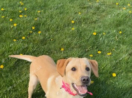 Red fox Labrador bitch