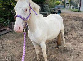 Lovely 2yr old gelding