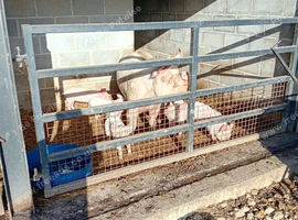 Middlewhite weaner pigs for sale
