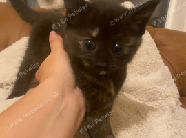 Kittens, Norwegian Forest cross