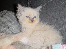 Ragdoll x