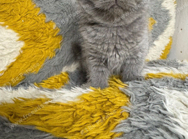 British shorthair