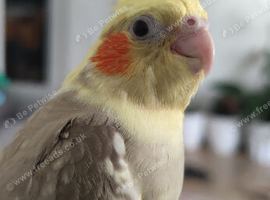 Baby cockatiel