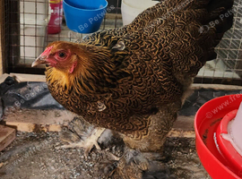 1 x Gold Partridge Brahma Bantam hen -