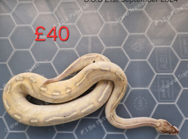 Multiple ball pythons.