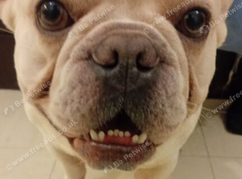Male Platinum French bulldog