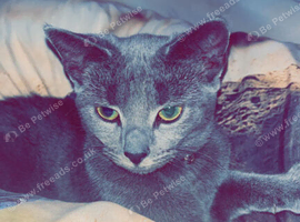 5-6 month old russian blue