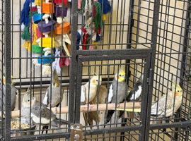 Baby cocktails