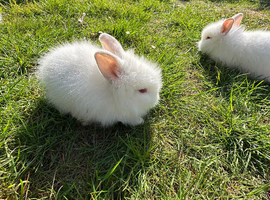 Lionhead Rabbits