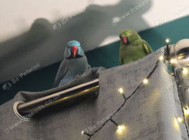Indian ringneck breeding pair