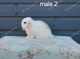 Adorable mini lop rabbits. READY NOW