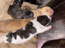 Ridgeback x Sharpei 1 dog left