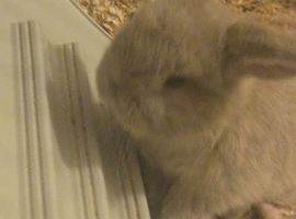 Baby rabbis