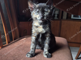 Last calico female remaining