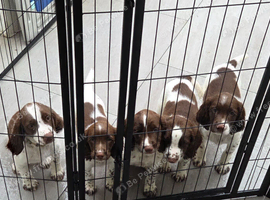 Sprocker puppies