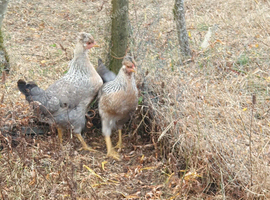 Cream crested legbar pullets