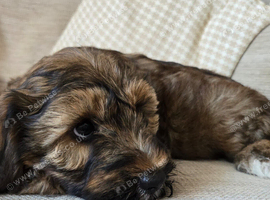 Tibetan Terrier puppies READY NOW