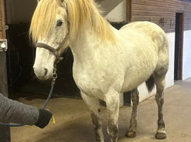 Big mate irish draught x sport horse