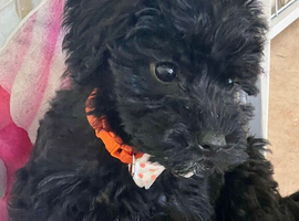 Cavaschnauzer Adorable Pups