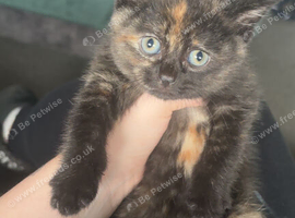 Tortoise shell British short hair