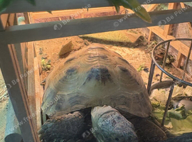 Tortoise