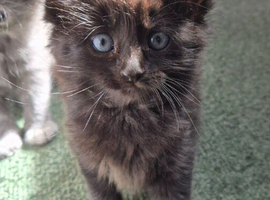 Main coon x mixed breed