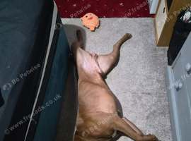 Male dog 1 year old