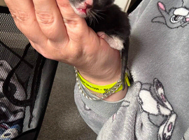 Boy and girl kittens for sale