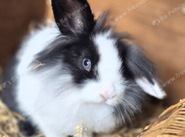 2 female young rabbits