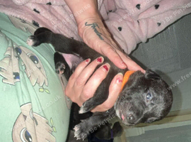 Collie bull grey hound/saluki bull