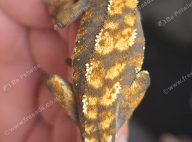 Crested gecko babies for sale