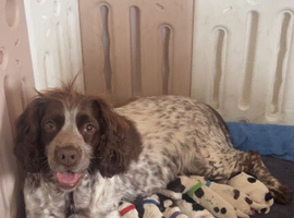 Sprocker puppies