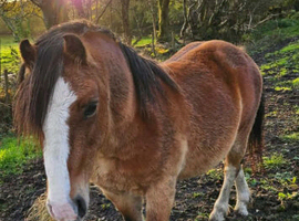 6 year old licenced stallion excellent blood lines