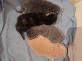 4 Beautiful Kittens