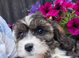 One beautiful cavachon girl looking for forever home