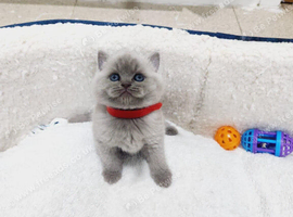 British shorthair kittens