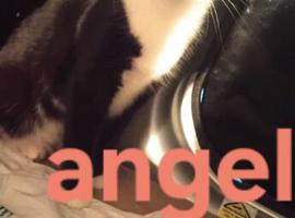 Cats/kittens
