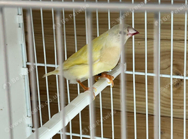Gouldian finches for sale