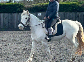 Cob X mare